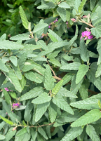 Tea Bush (Melochia tomentosa)