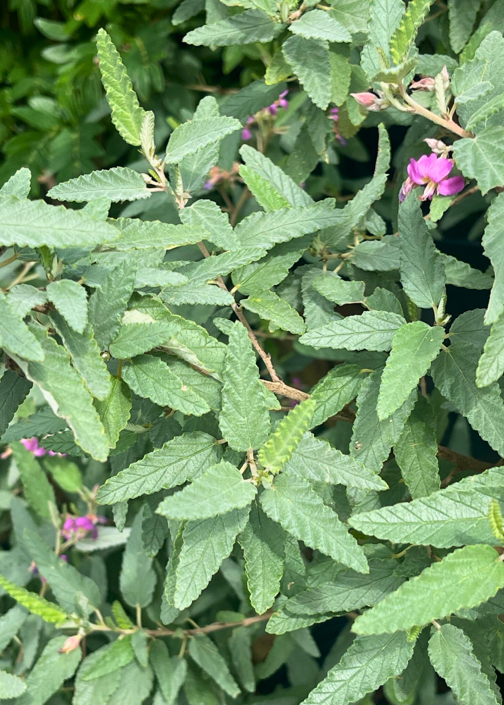 Tea Bush (Melochia tomentosa)