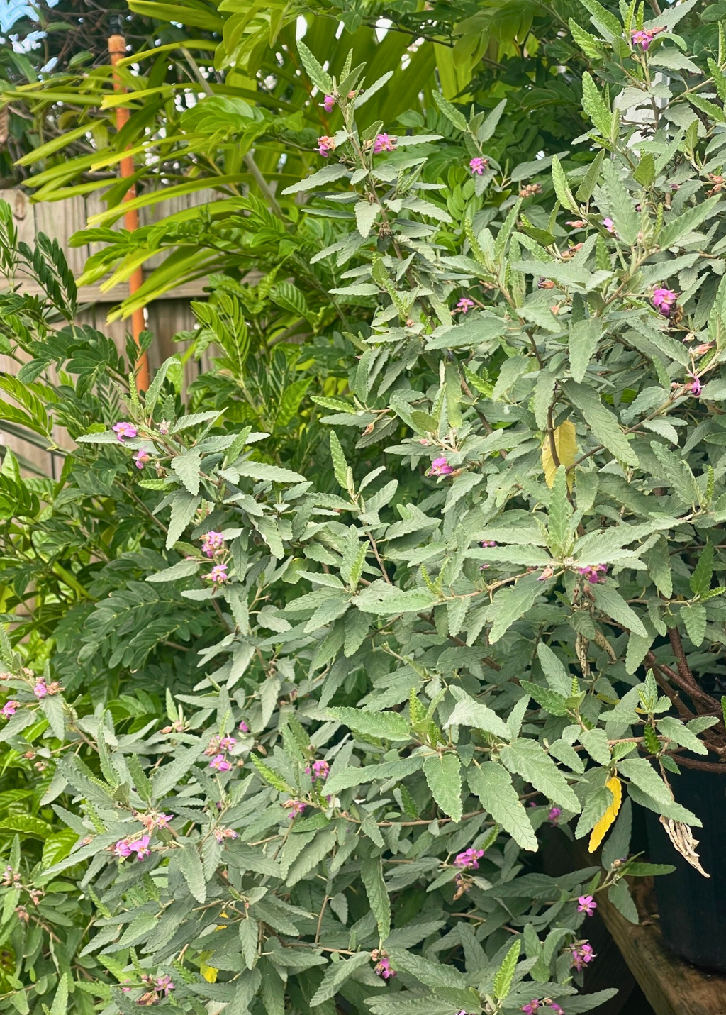 Tea Bush (Melochia tomentosa)