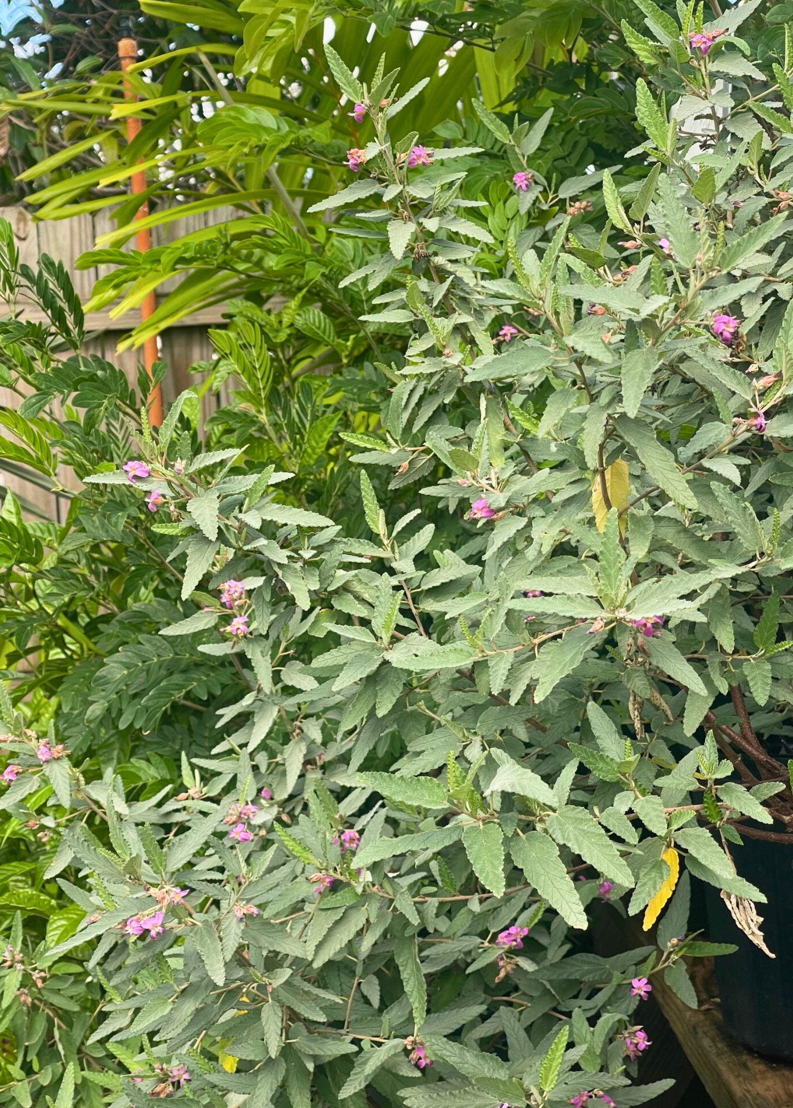 Tea Bush (Melochia tomentosa)