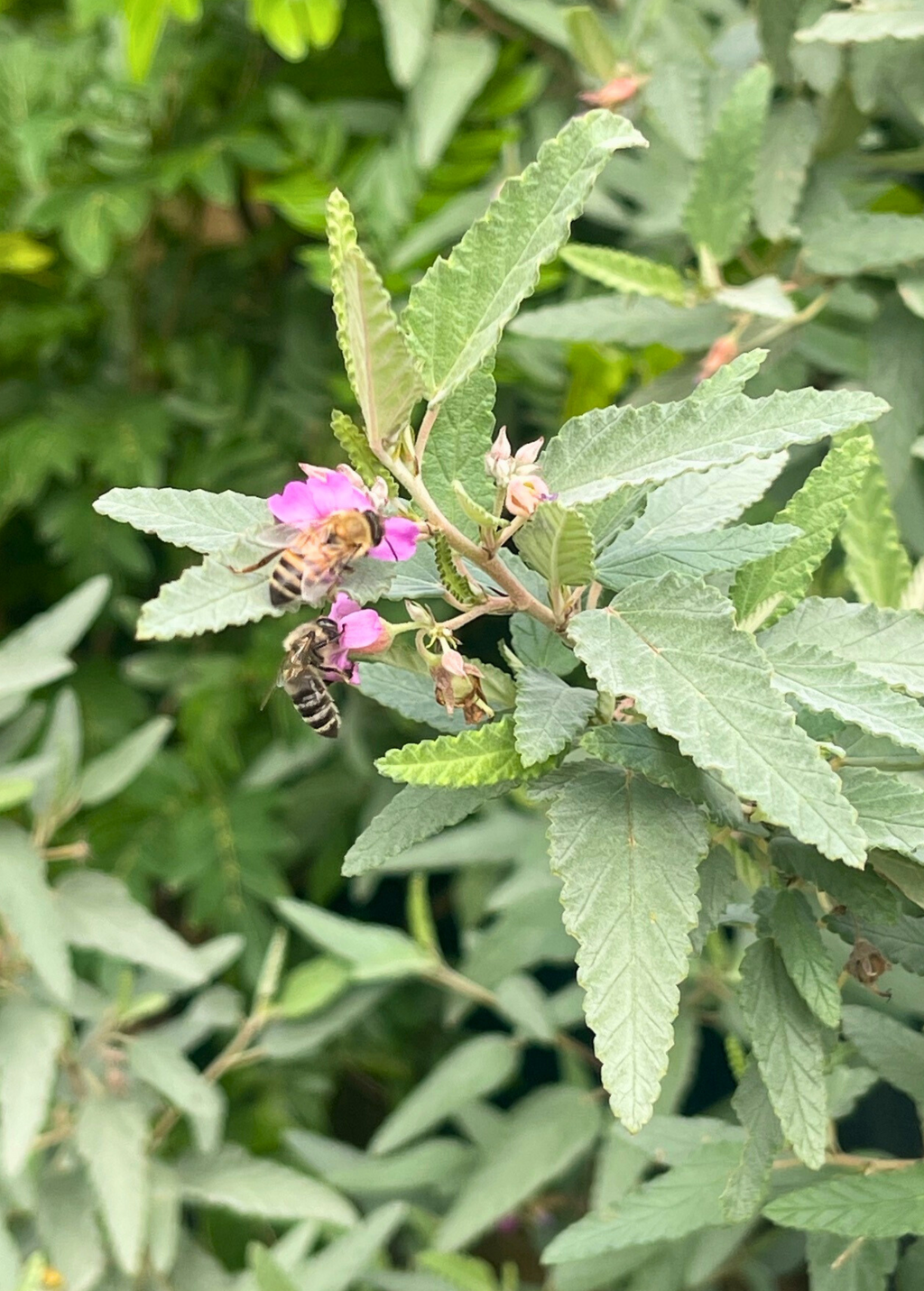 Tea Bush (Melochia tomentosa)