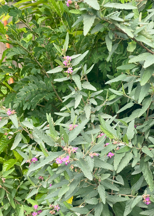 Tea Bush (Melochia tomentosa)