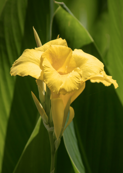Golden Canna — Yellow-Flowering Pond Plant