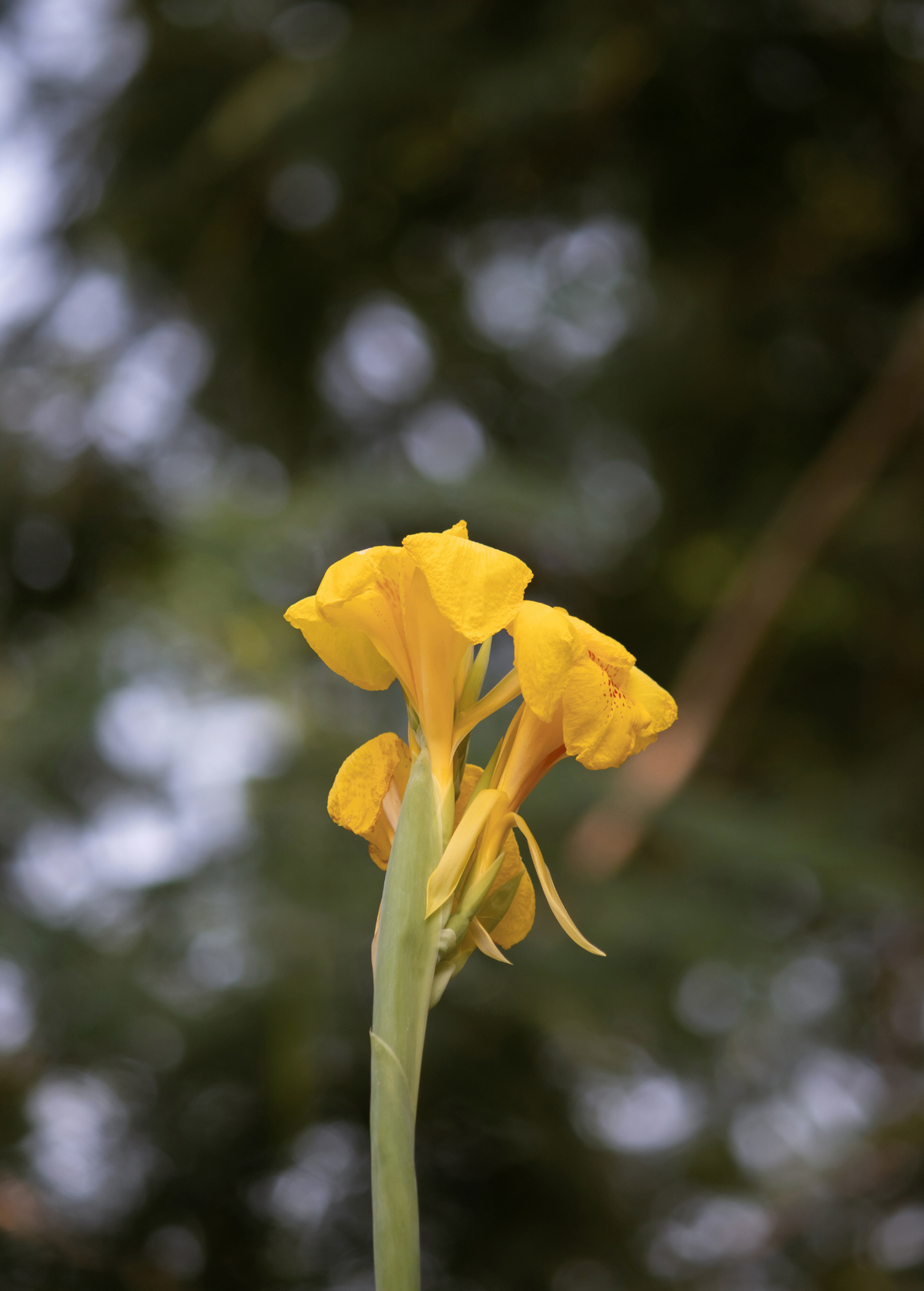 Golden Canna — Yellow-Flowering Pond Plant