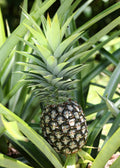 White Jade Pineapple Plant
