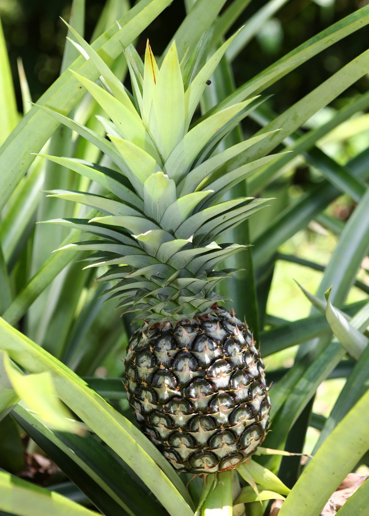 White Jade Pineapple Plant live plant