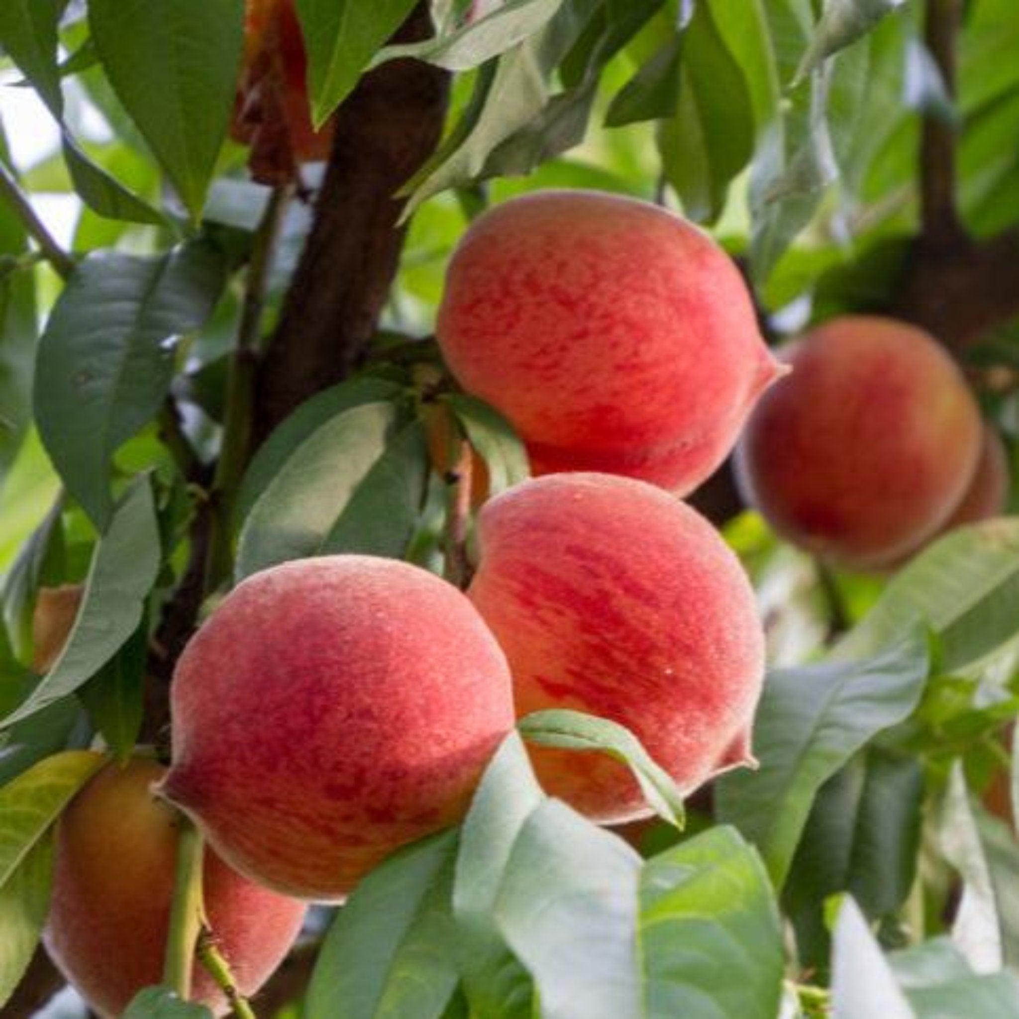 Frost® Peach Tree live fruit plant