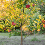 Apple Orchard live fruit plant