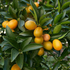 Fukushu Kumquat Tree live fruit plant