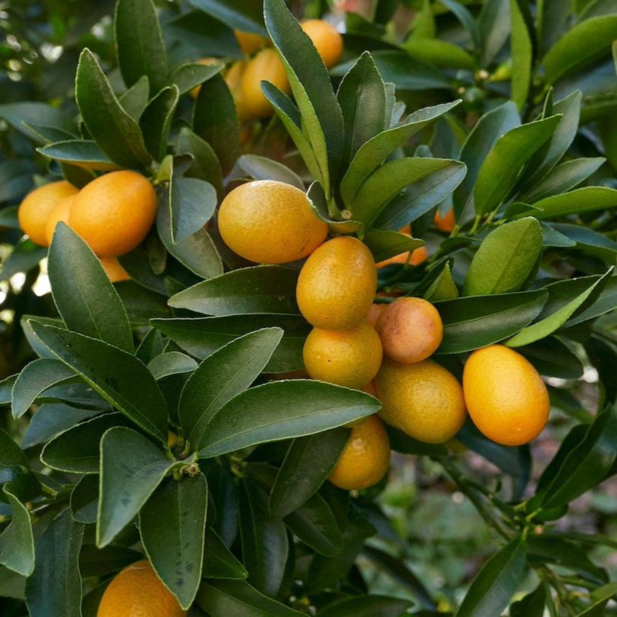 Fukushu Kumquat Tree live fruit plant