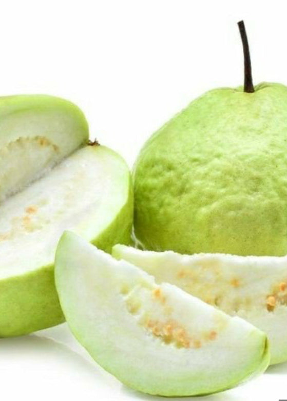 Thai White Guava Tree