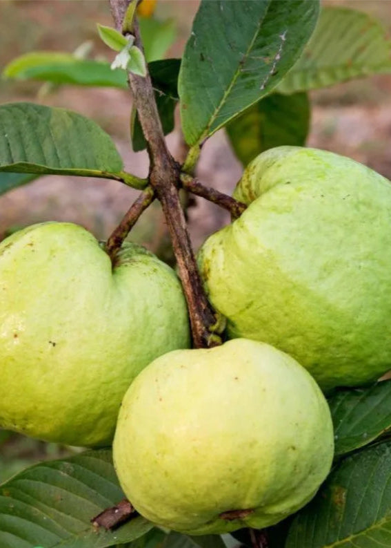 Thai White Guava Tree