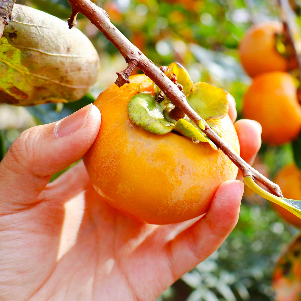Fuyu Persimmon live fruit plant