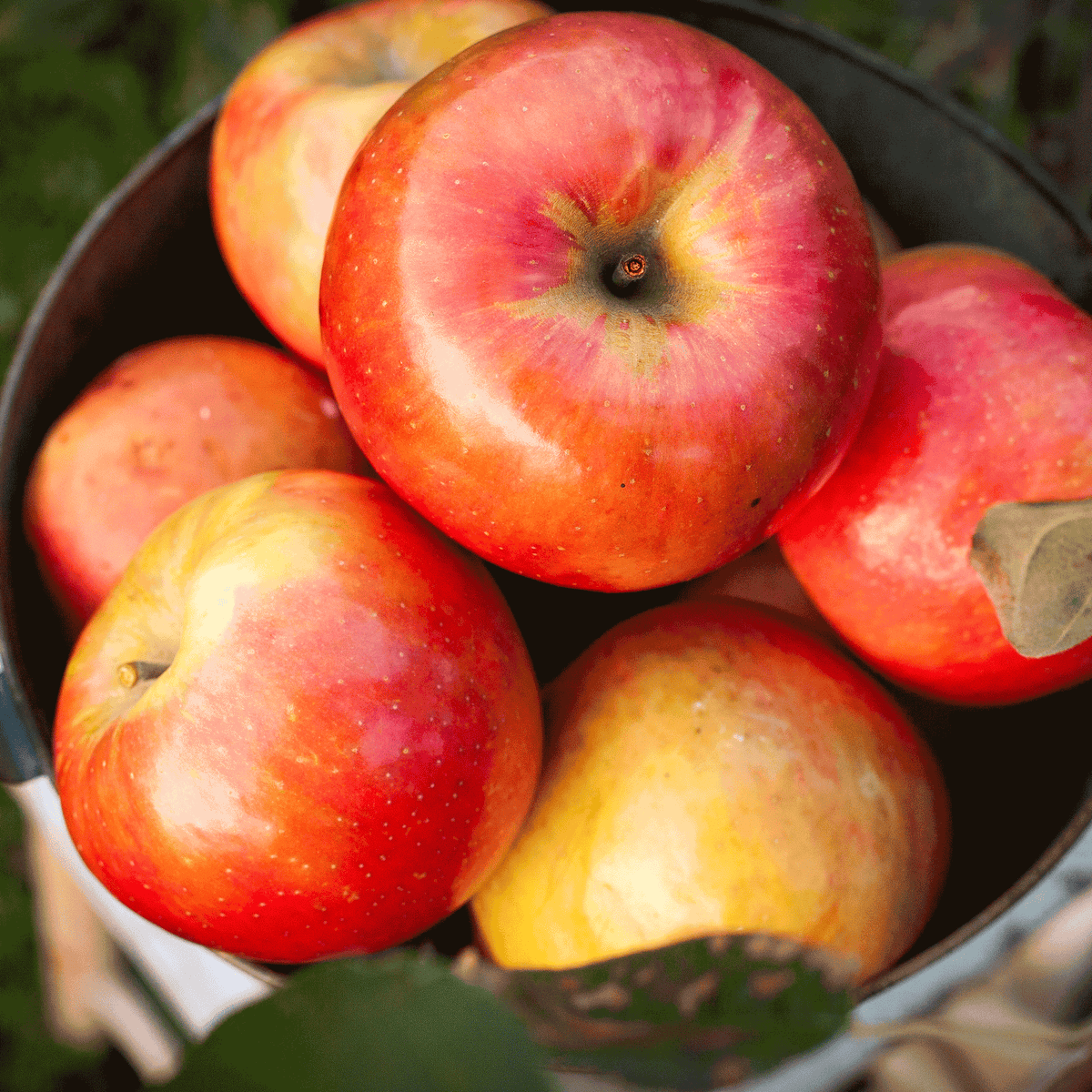 Gala Apple Tree live fruit plant