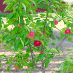 Gala Apple Tree live fruit plant
