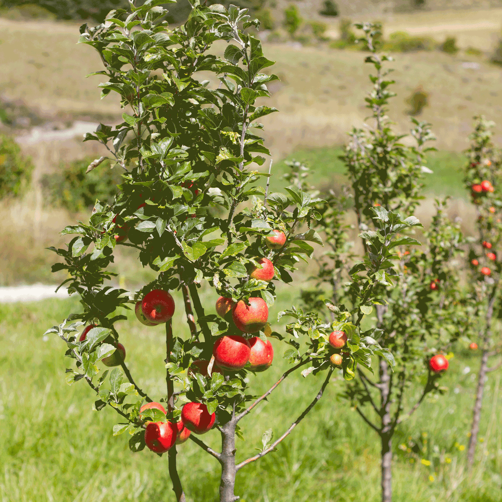 Gala Apple Tree live fruit plant