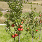 Gala Apple Tree live fruit plant