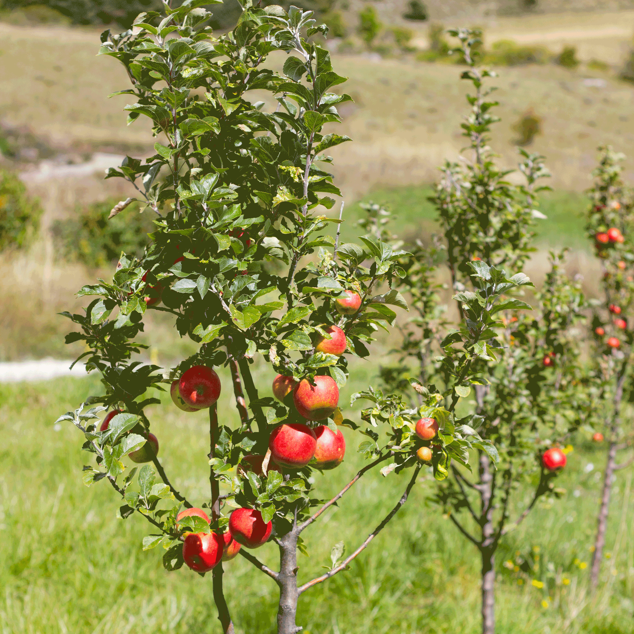 Gala Apple Tree live fruit plant