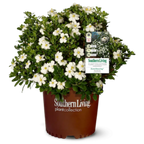 ScentAmazing® Gardenia