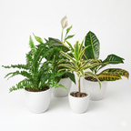 Easy-Care Houseplant Bundle — Four Assorted Plants live plant