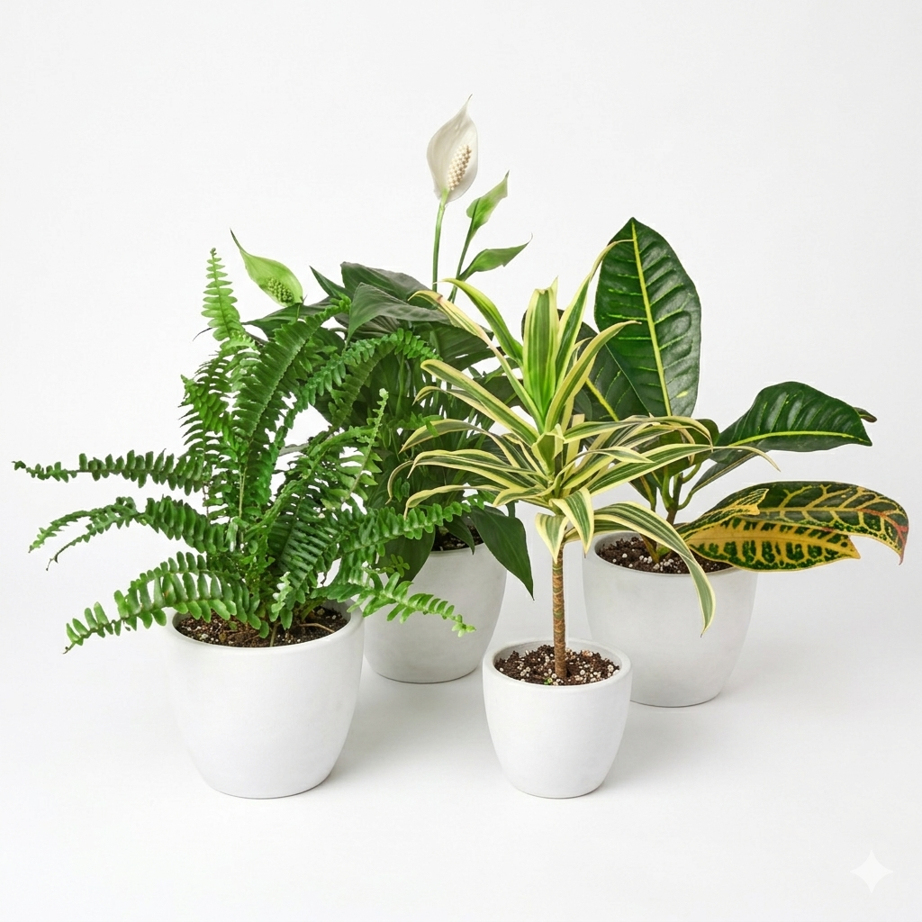 Easy-Care Houseplant Bundle — Four Assorted Plants live plant