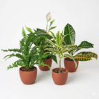 Easy-Care Houseplant Bundle — Four Assorted Plants live plant