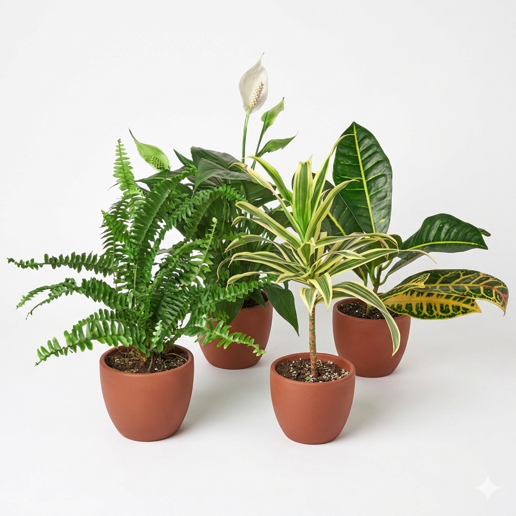 Easy-Care Houseplant Bundle — Four Assorted Plants live plant