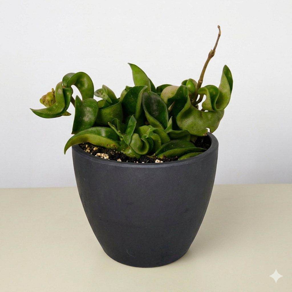 Hindu Rope Hoya — Curled Wax Plant live plant