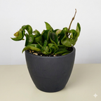 Hindu Rope Hoya — Curled Wax Plant live plant