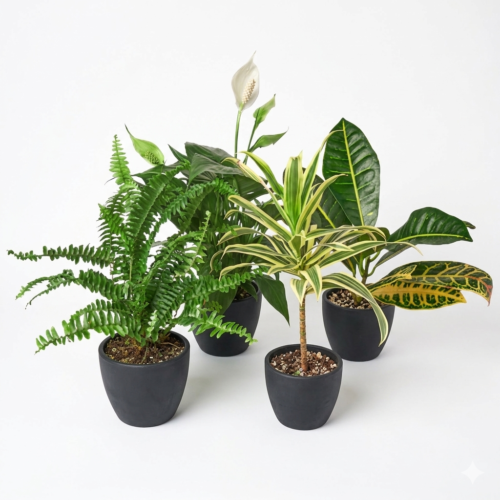 Easy-Care Houseplant Bundle — Four Assorted Plants live plant