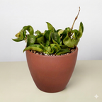 Hindu Rope Hoya — Curled Wax Plant live plant