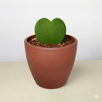 Hoya Sweetheart