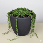 String of Pearls — Trailing Succulent live plant
