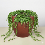 String of Pearls — Trailing Succulent live plant