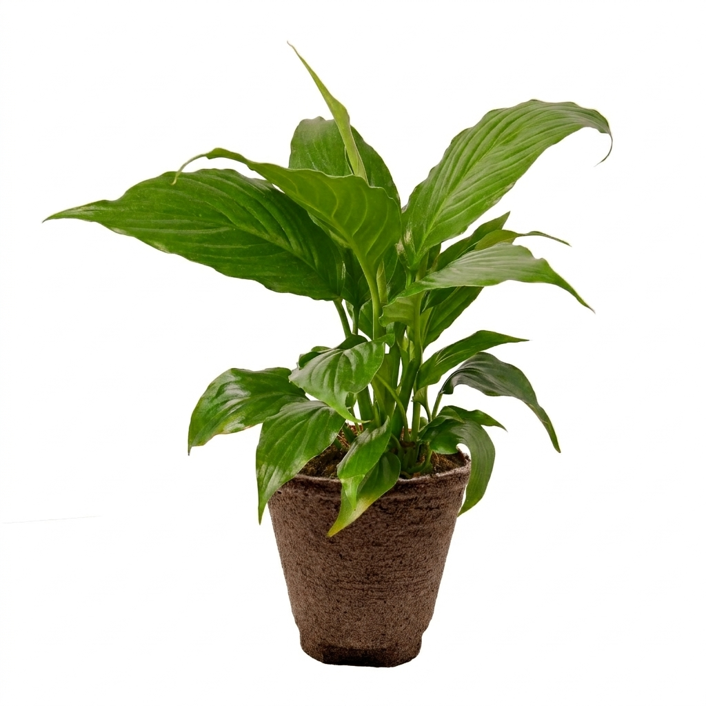 Peace Lily — Flowering Indoor Plant live plant