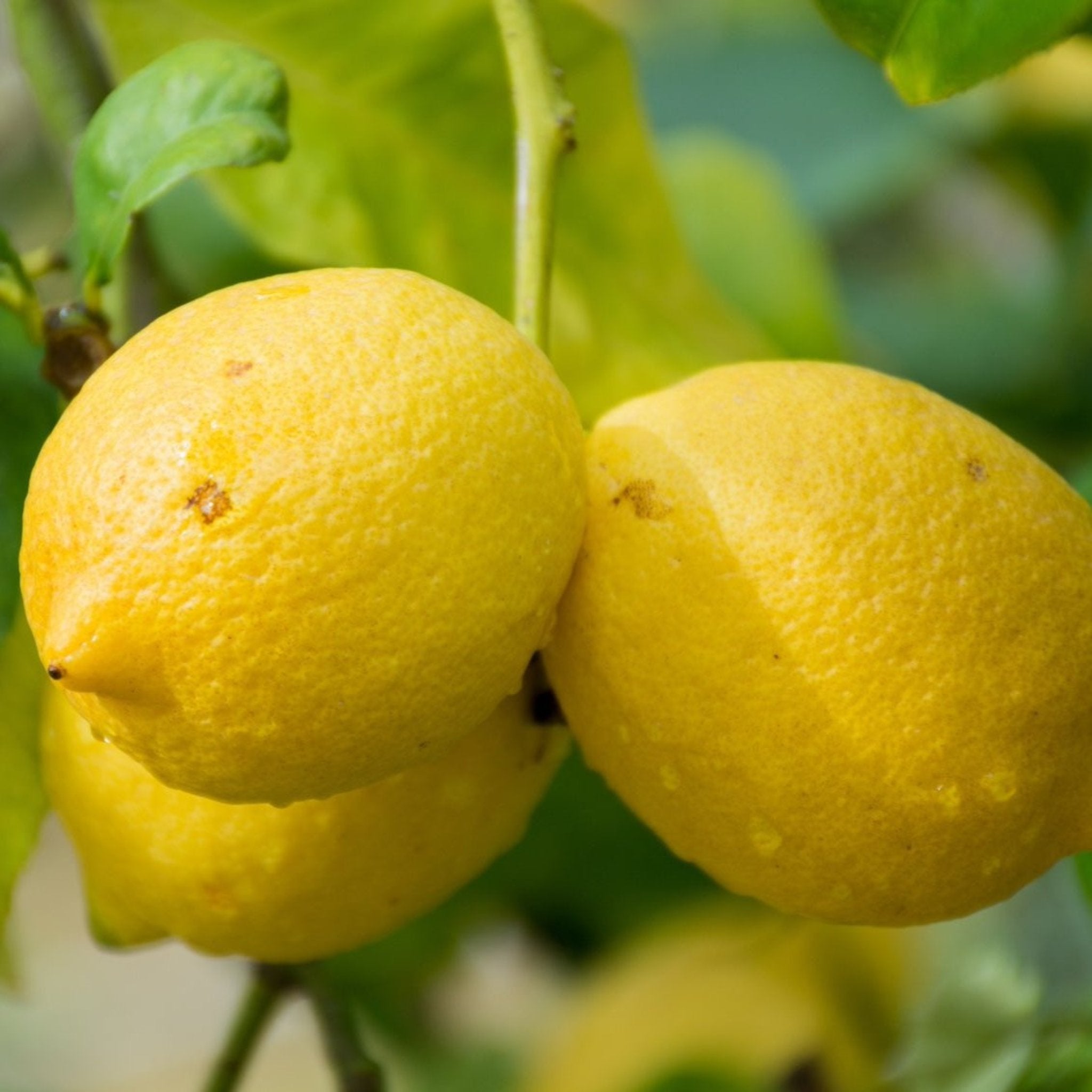 Genoa Lemon Tree live fruit plant