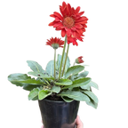 Gerbera Sweet Love Red