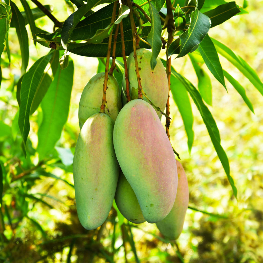 Glenn Mango Tree live fruit plant