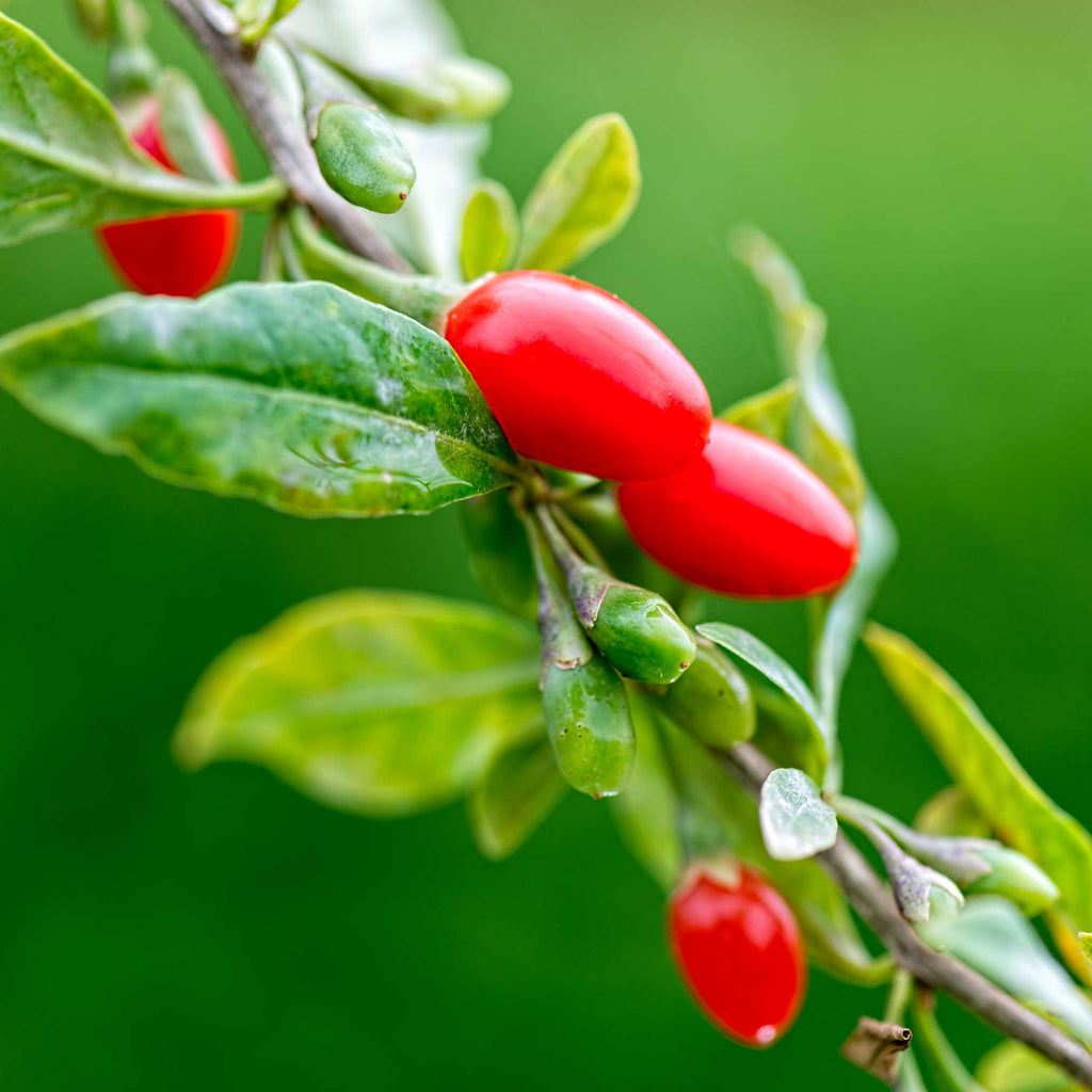 Goji Berry live fruit plant