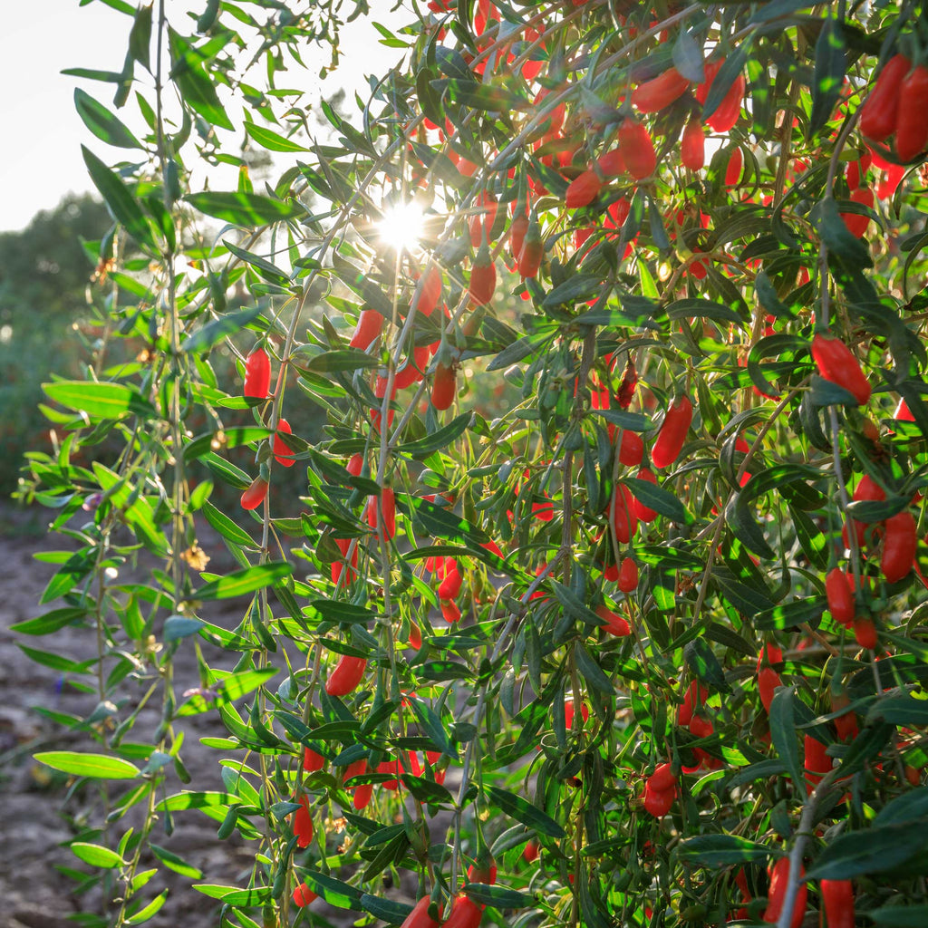 Goji Berry live fruit plant