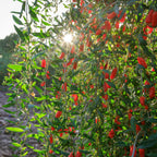 Goji Berry live fruit plant