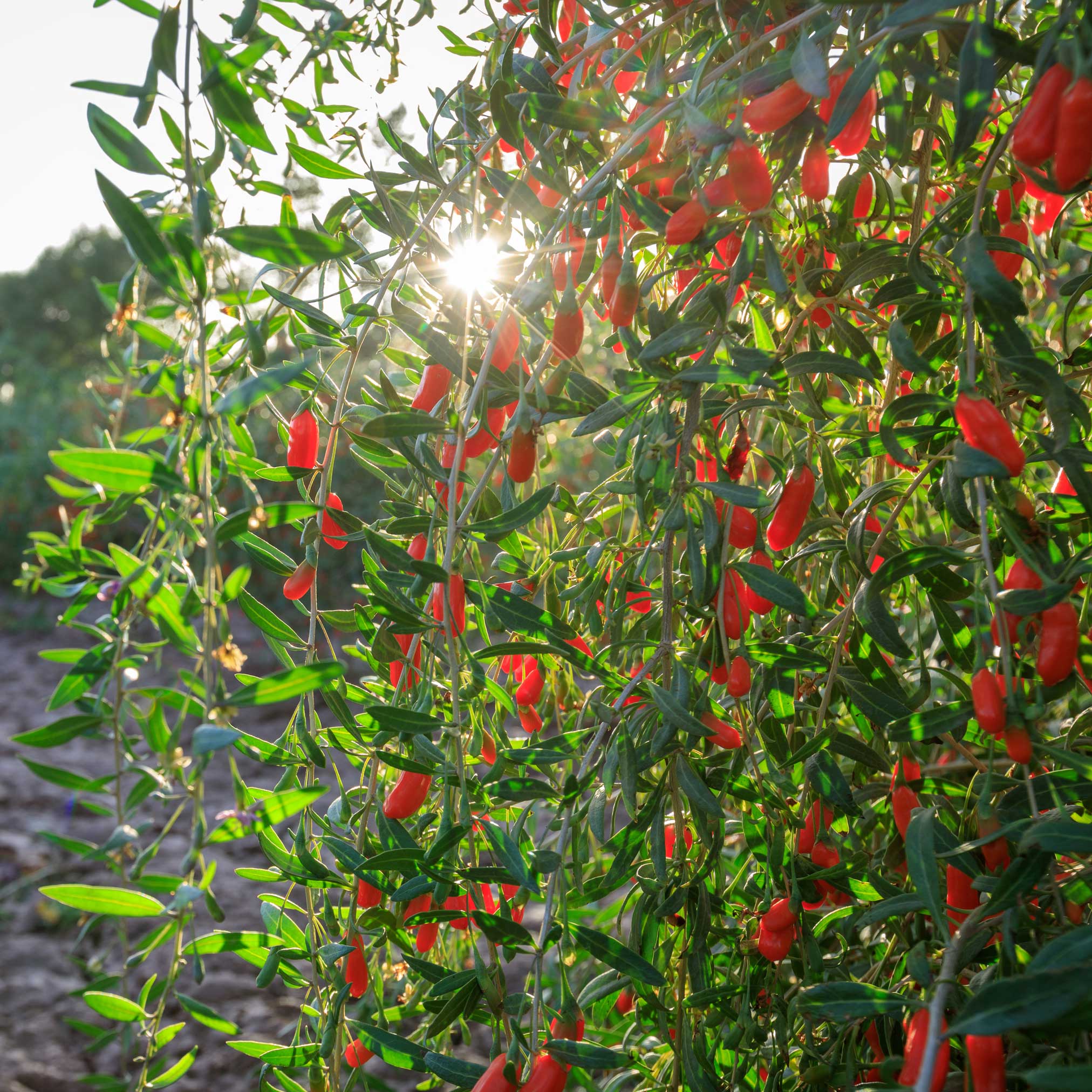 Goji Berry live fruit plant