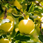 Golden Treat™ Fruit Snacks™ Apple Tree live fruit plant