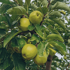 Granny Smith Apple Tree live fruit plant