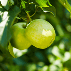 Granny Smith Apple Tree live fruit plant