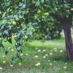 Apple Orchard live fruit plant