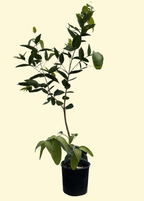 Green Wax Jambu Tree — Java Apple