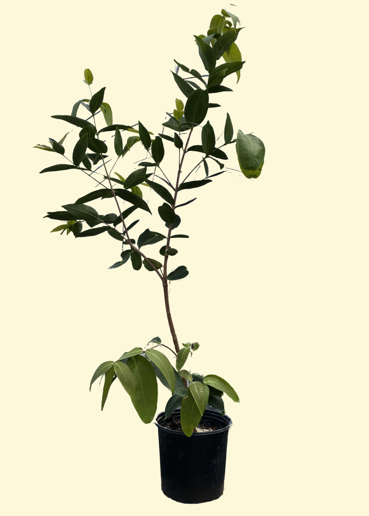 Green Wax Jambu Tree — Java Apple