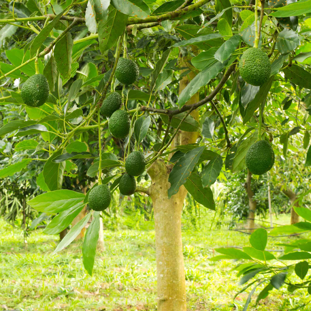 Hass Avocado Tree live fruit plant
