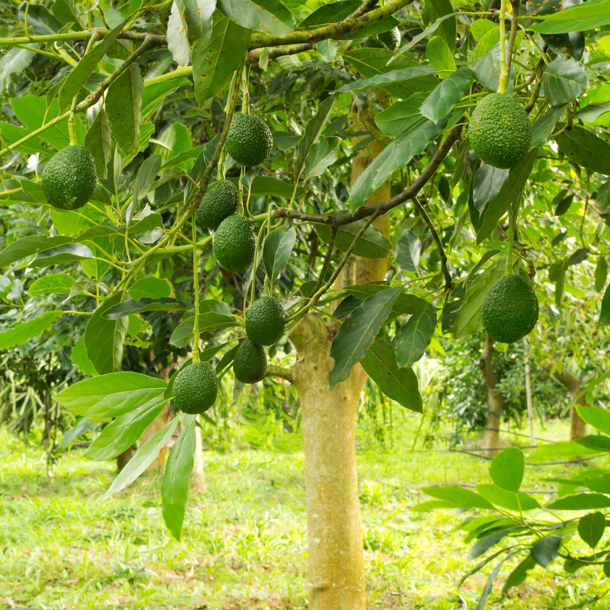 Hass Avocado Tree live fruit plant